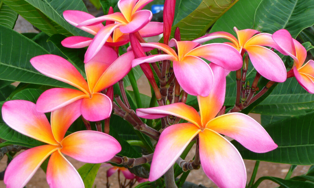 Oahu Nature Tours - Ultimate Circle Island Tour