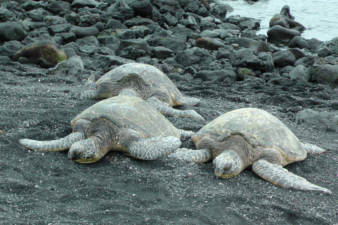 Black Sand Beach Big Island of Hawaii