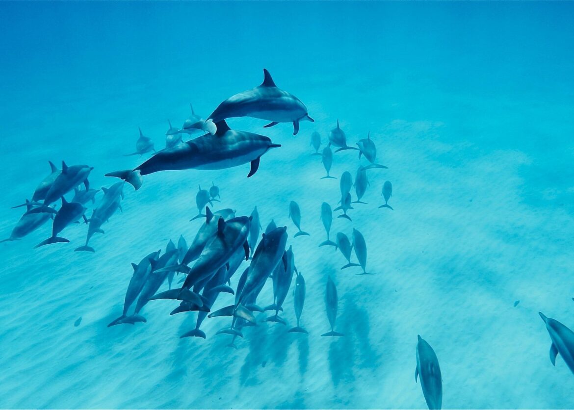 Dolphin Swim on West Oahu
