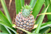 Dole Pineapple Plantation