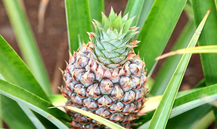 Dole Pineapple Plantation