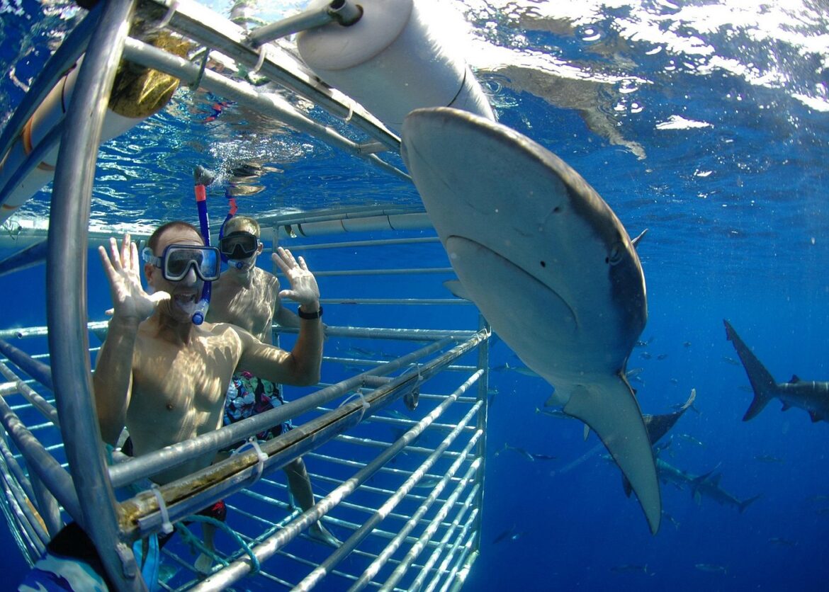 Shark Cage Diving on the North Shore