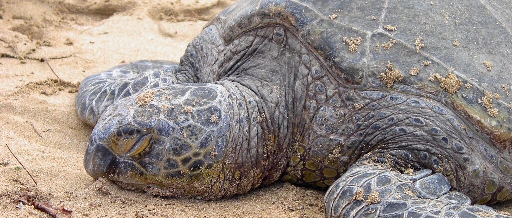 Turtle Beach - Haleiwa, Oahu