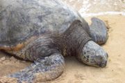 Turtle Beach - Haleiwa, Oahu