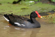 Coastal Hawaiian Gallinule