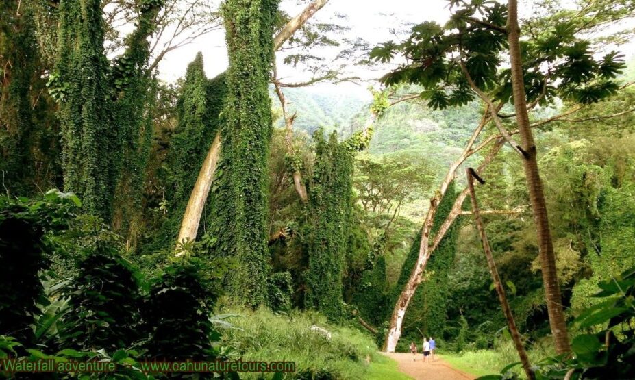 Manoa Falls- Jurassic Falls Adventure