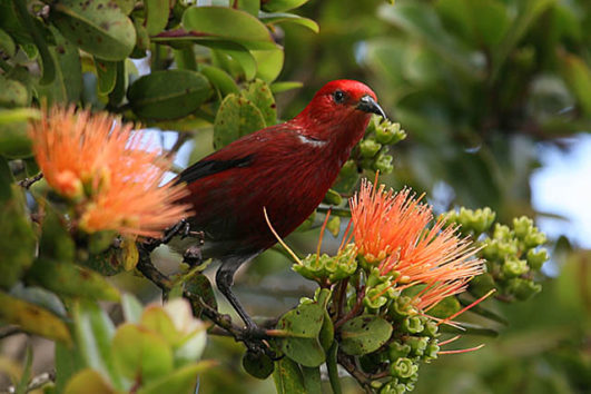 Birding Tours