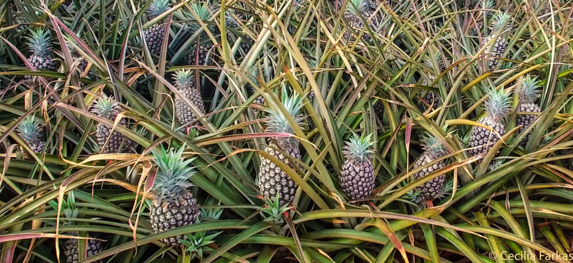 Pineapples in Hawaii