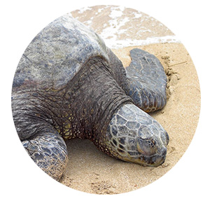 Oahu Nature Tours - Ultimate Circle Island Tour