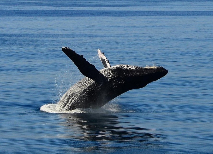 Whale Watching Cruise